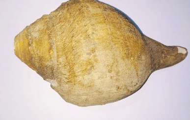 Natural Blowing Shankh