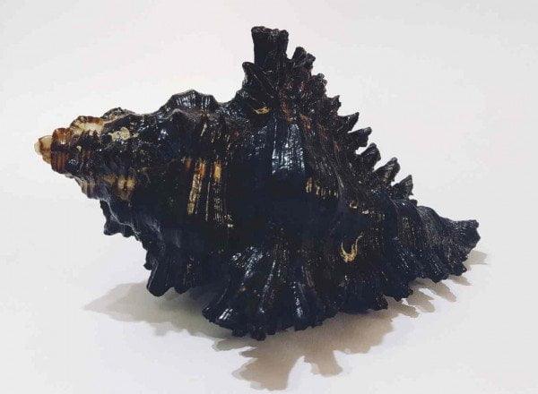 Shani Shankh / Kachhap Shankh ( Conch )