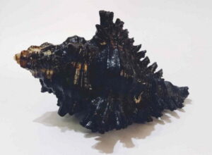 Shani Shankh Kachhap Shankh Conch