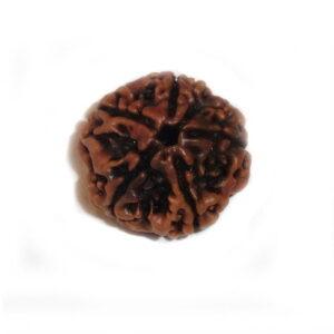 5 MUKHI RUDRAKSHA Without Certificate (RUW05-001)
