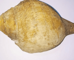 Natural Blowing Shankh