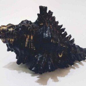 Shani Shankh / Kachhap Shankh ( Conch )