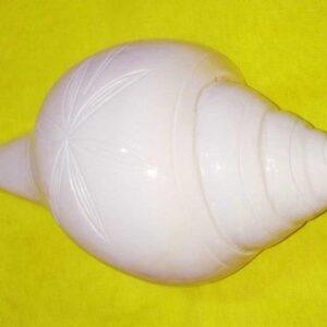 Vamavarti Blowing Shankh